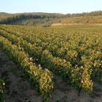 Bartolovic-winery-4