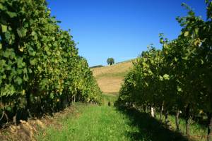 Daruvar-Badel-winery-9